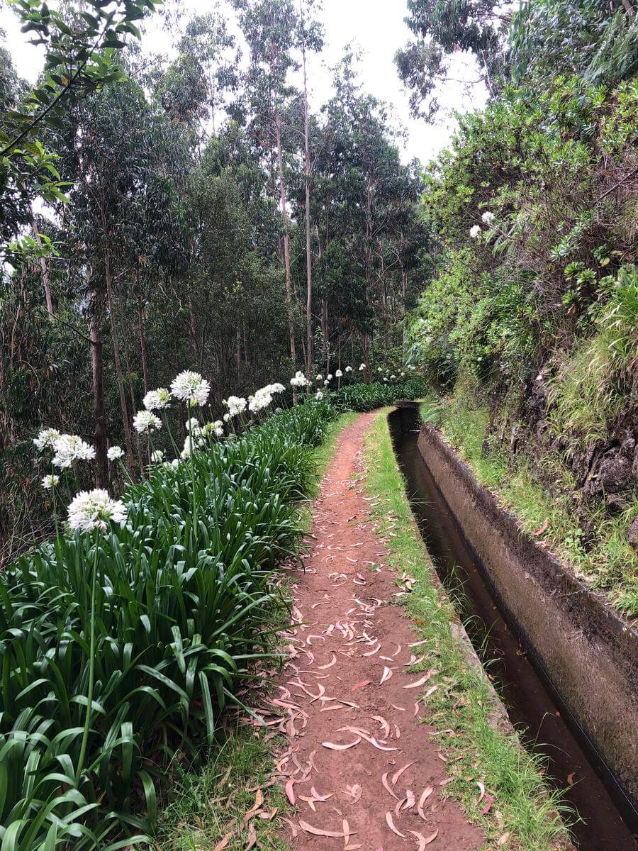 levada ribeira da janela porto moniz madeira 4