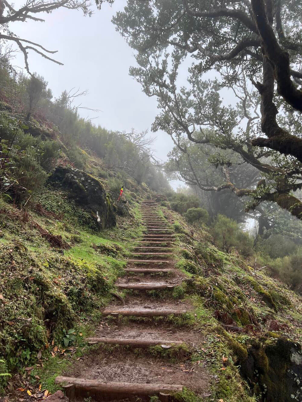 pr13 vereda do fanal porto moniz madeira 4