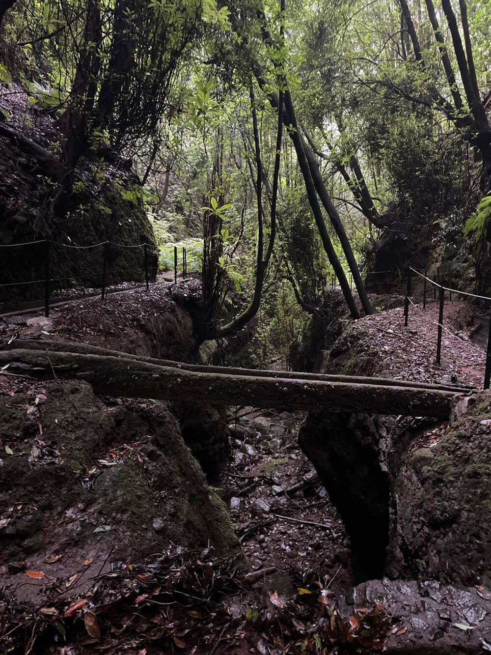 pr7 levada do moinho porto moniz madeira 4