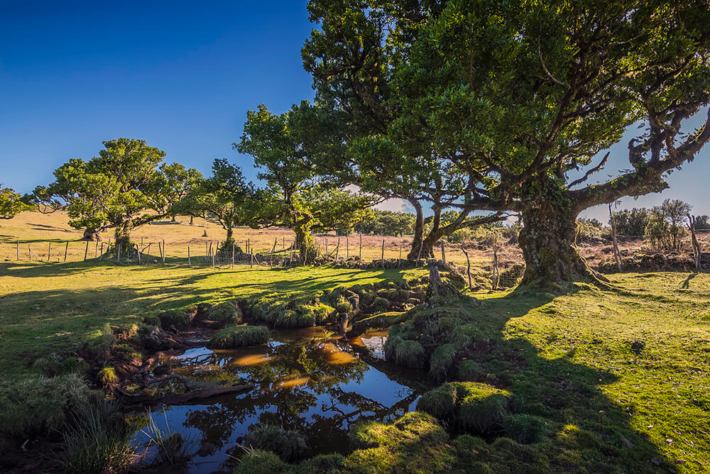 fanal forest in porto moniz madeira 1