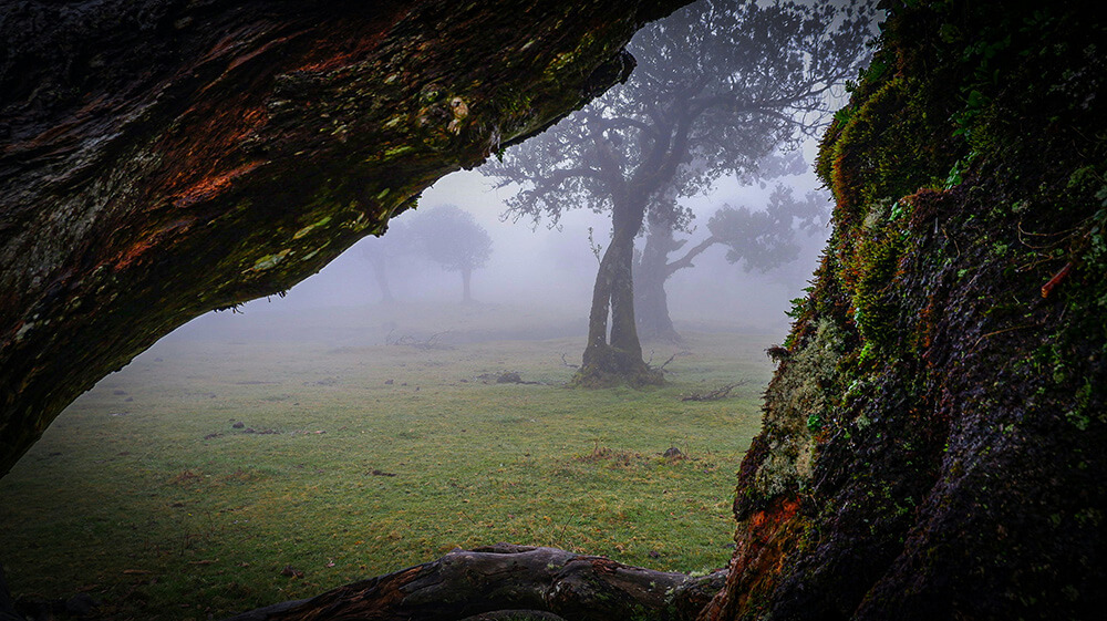 fanal forest in porto moniz madeira 15