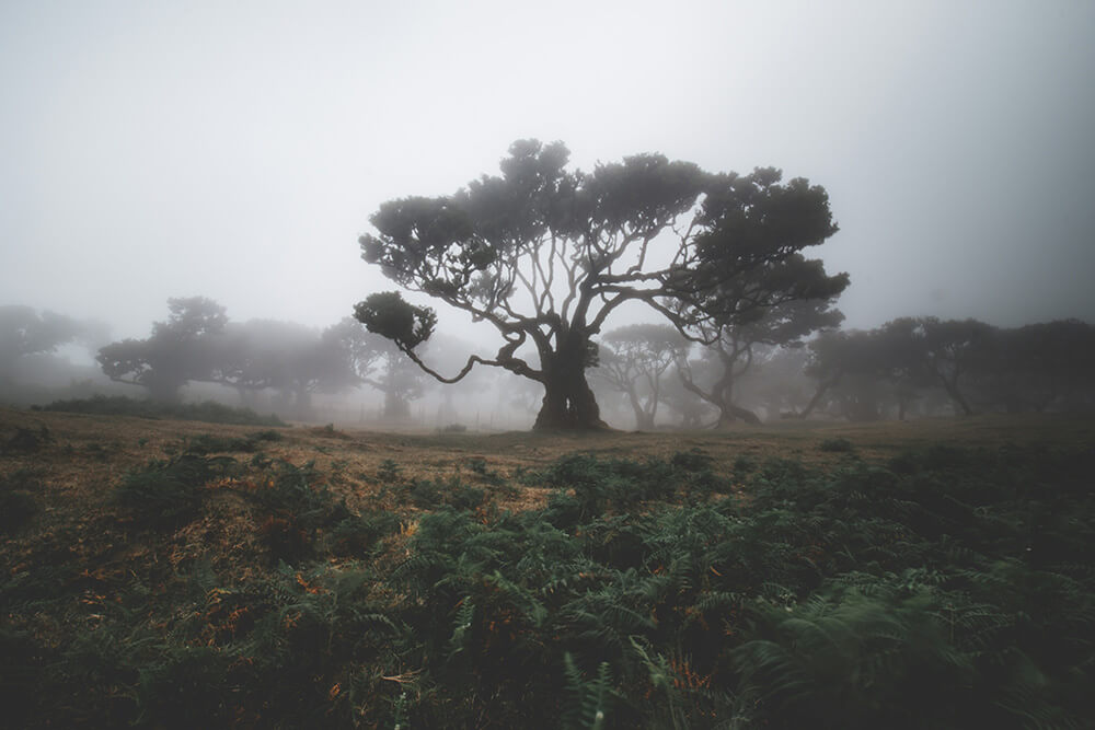fanal forest in porto moniz madeira 19