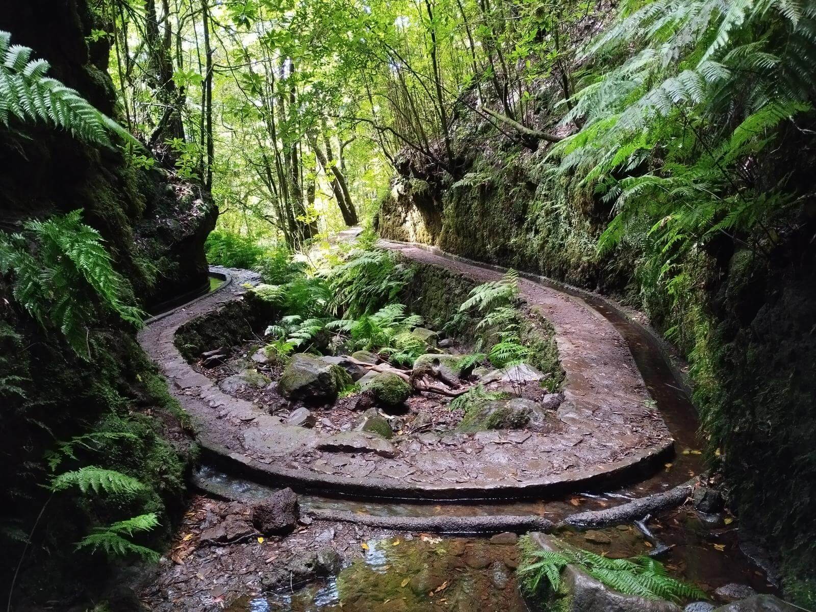 pr14 levada dos cedros fanal porto moniz madeira 3