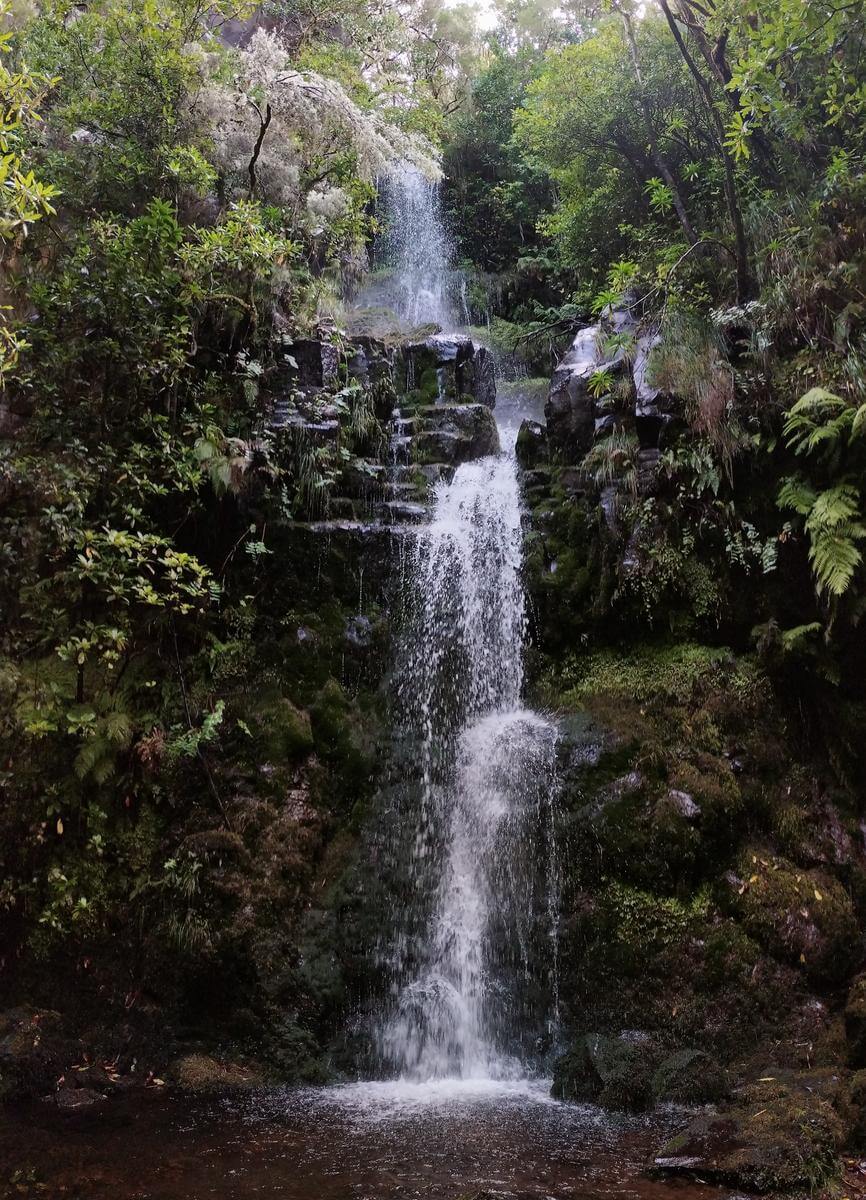 pr14 levada dos cedros fanal porto moniz madeira 5