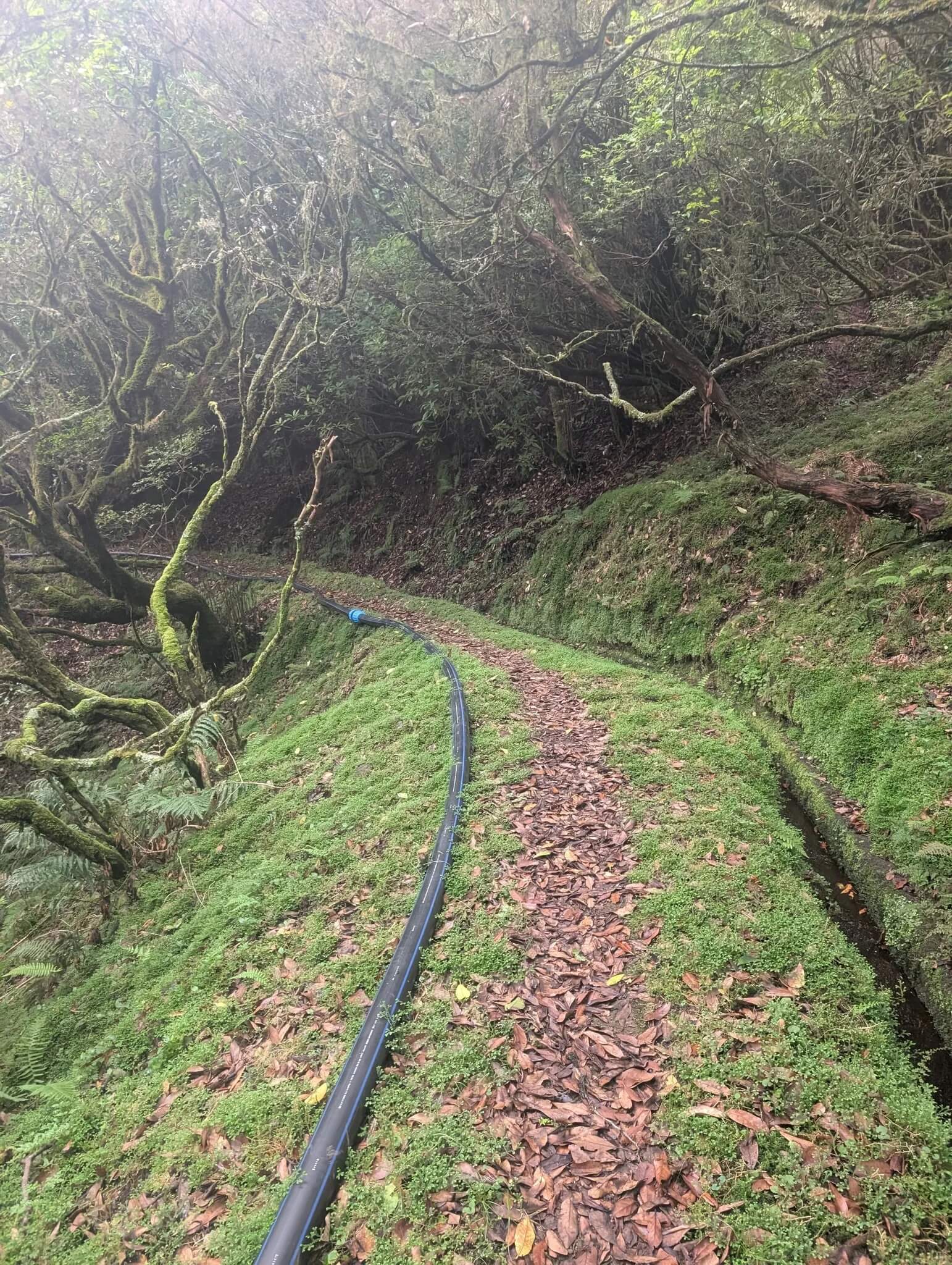 levada do brasileiro porto moniz 2