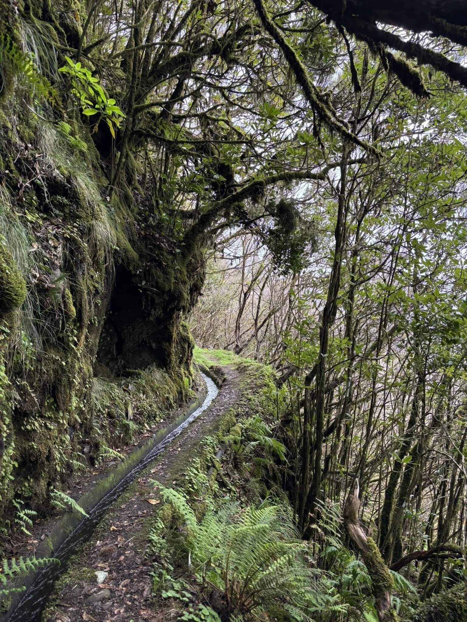 levada do brasileiro porto moniz 4
